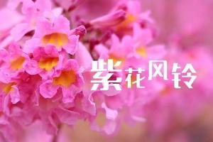 1天活动｜邂逅江门紫风铃花丛中，行摄蒲葵林，仿若误入童话世界！