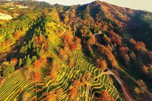 “赏广东醉美枫叶”河源·曾田上仙湖茶场8KM枫树林徒步