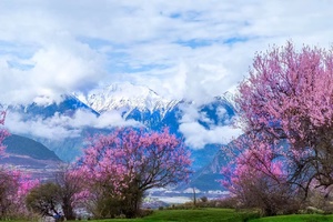 川藏桃花节10天｜此生必驾318.林芝桃花.金川梨花.甲居藏寨梨花.怒江72拐.雅鲁藏布大峡谷