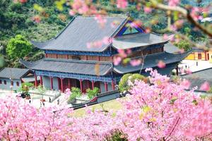 2天活动｜广东新丰樱花峪、湖心坝长安围油菜花、东华寺名刹祈福赏樱