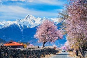 「大美林芝」冰雪包裹的桃花才是中国最美的春天