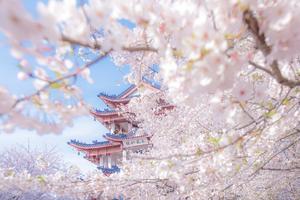 徒个中国•江苏｜烟花三月下扬州、南京樱花、兴化油菜花、鼋头渚樱花