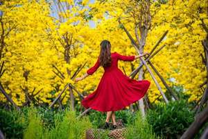 1天活动｜中山云梯山醉美黄铃木花海、油菜花、孙中山故居、摘草莓圣女果