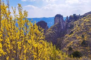 徒个中国•山西丨西太行徒步节，看连翘花开醉太行！
