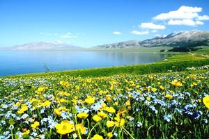 醉美伊犁｜2023•新疆伊犁草原+花海•9日精品游