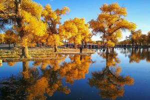 额济纳•高铁环线8日丨9-10月莫高窟-鸣沙山-额济纳胡杨林-弱水金沙湾-黑城怪树林-沙漠日落-居延海-金塔胡杨林