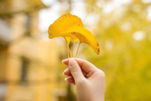 11.30-12.1｜2024年第二届南雄帽子峰银杏13公里徒步