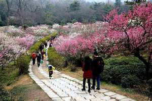御景峰国家森林公园梅花如雪，吃农家菜品青梅酒1天活动
