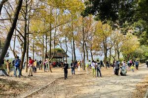 港岛枫香丨片片枫叶情，香港大榄枫叶径，千岛湖徒步一日