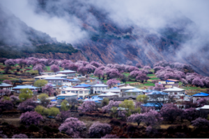 徒个中国•西藏丨雪域桃花徒步节，遇见中国最美的雪域桃花春天