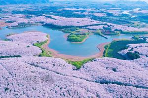 又见樱花丨平坝樱花/羊皮洞瀑布/乌江密道4天3晚赏花徒步旅行