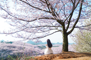 樱花物语 | 2024贵州樱花6天5晚深度旅行