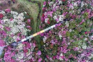 徒个中国•贵州「百里杜鹃」徒步看花&探索原始森林