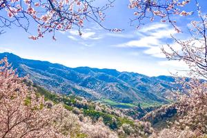 「新疆天山之春」伊犁杏花沟8日，赴一场关于杏花的盛宴
