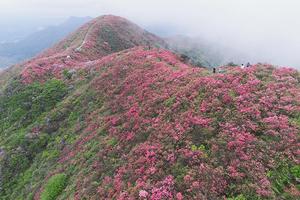 百里杜鹃丨2025贵州花季小众秘境4天3晚山地徒步旅行