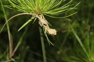 亲子夜观│走进夜晚的公园-探访神秘的“夜精灵”