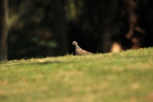 候鸟迁徙│深圳湾亲子观鸟课，每一次探索，都是成长！