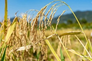 亲子秋收│深圳割稻谷/挖红薯/打地鼠/溜索，带孩子们体验秋收活动！