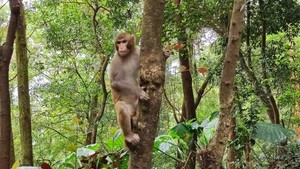 「自然探索营」鲲鹏径茶光手作步道徒步登山，探索自然，培养毅力！