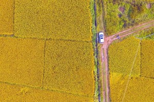 广东100公里系列赛—番外站•苹塘秋色，清凉秋风金黄稻田间12公里徒步活动