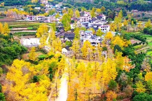 银杏季｜广西漠川赏银杏、访秦家大院、探天生桥溶洞2天活动