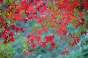 12月1日/22日｜2024第四届佛冈田野绿世界•赏枫叶&徒步之旅