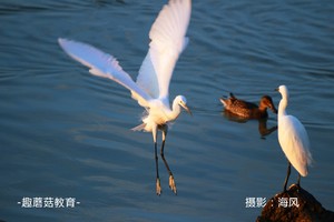  限时优惠│周末深圳湾公园亲子观鸟+徒步活动