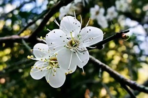 第四届梅花节｜1月12日“与梅相约”惠州梅花节20公里徒步活动