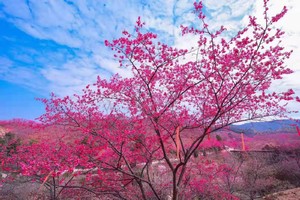 1月19日｜2025华南第四届樱花节10公里徒步赏樱