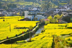 徒个中国•江西丨婺源油菜花古道徒步，赏中国最美乡村油菜花！
