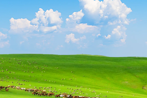 「呼伦贝尔」草原与天空相接，感受自然的辽阔，私家牧场草原亲子之旅