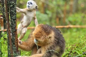 神农奇遇记丨从原始森林到国之重器，解密神农架的远古密码，邂逅国宝精灵金丝猴