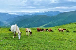 徒个中国•山西丨五台山轻徒步，穿越高山草甸与云海佛光，触摸天地奇观