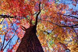 徒个中国•辽宁丨“枫叶之都”本溪红叶徒步，登虎山长城，观盘锦红海滩