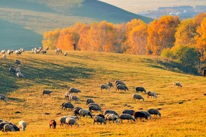 草原的尽头是森林！被摄影师私藏好多年，国庆超高性价比遛娃圣地就是它...