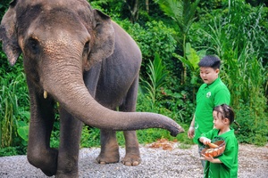 西双版纳丨原始森林公园研学通道+野象谷vip体验，5 钻酒店4 晚连住