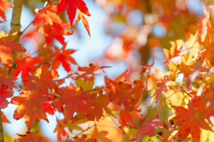 岭南红叶世界丨赏醉美红枫、天空之境美拍、高山茶园、魔法森林、童趣咩咩谷