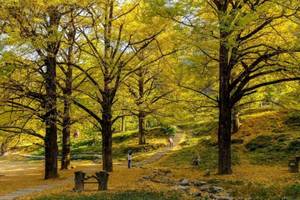 徒个中国•湖南丨郴州桐子坳银杏+小东江白廊+高椅岭+马皇丘+神仙寨+猫王寨