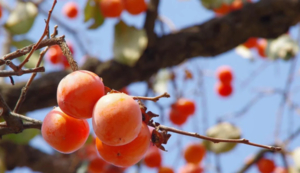 从化上罗村千亩柿子海、艾米稻香小镇赏稻一日游