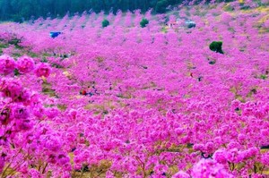 打卡江门网红紫花风铃木，狂飙江门三十三墟街、百年华侨古村落启明里