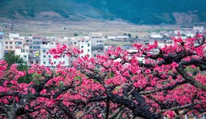 桃花源徒步丨2月28日/3月1日连平&龙南&和平：粤赣古道桃花大型徒步活动