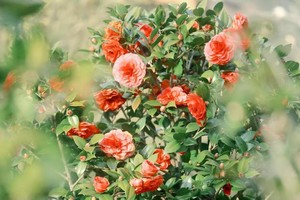 3月8日丨2026年广东100第一站•阿婆六茶花谷15公里徒步大会