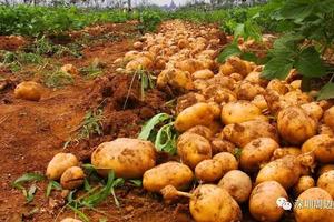 2018三月惠州双月湾亲子土豆徒步节，挖土豆，寻找“蓝眼泪”，海边烧烤