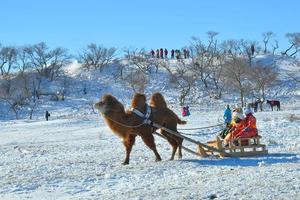 【乌兰布统冬·亲子游】穿越乌兰布统冰雪世界，变身蒙古小猎手，雪域越野撒欢儿6日游！