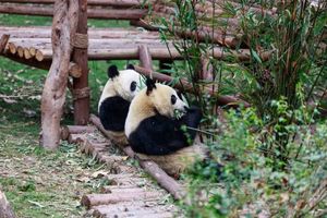 【寒假去哪儿】四川看大熊猫+毕棚沟玩雪亲子轻奢5日游，入住毕棚沟娜姆湖酒店