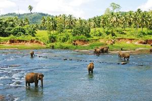 徒个中国•云南｜西双版纳原始热带雨林徒步