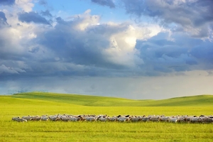 徒个中国·内蒙古丨呼伦贝尔大草原+大兴安岭原始森林徒步