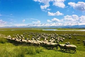 2022精品游 畅游北疆—北疆环线深度13日