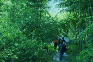 带上灵魂去从化影古线徒步 摘杨梅又逢李子成熟时