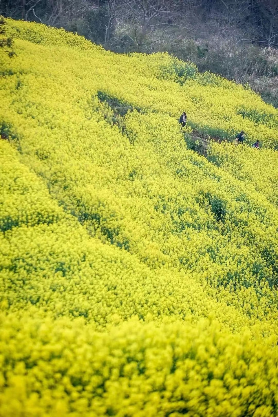 微信图片_20240314183747